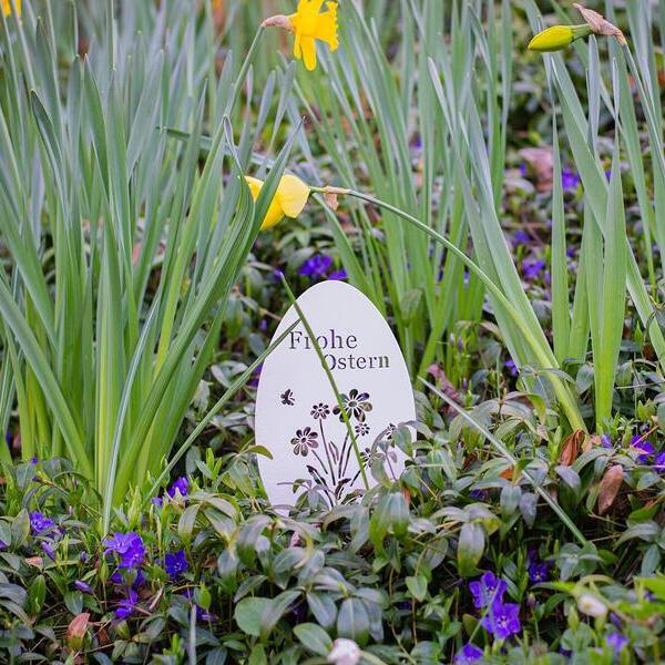Deko-Osterei in einer Blumenrabatte mit Narzissen und lila blühendem Immergrün.