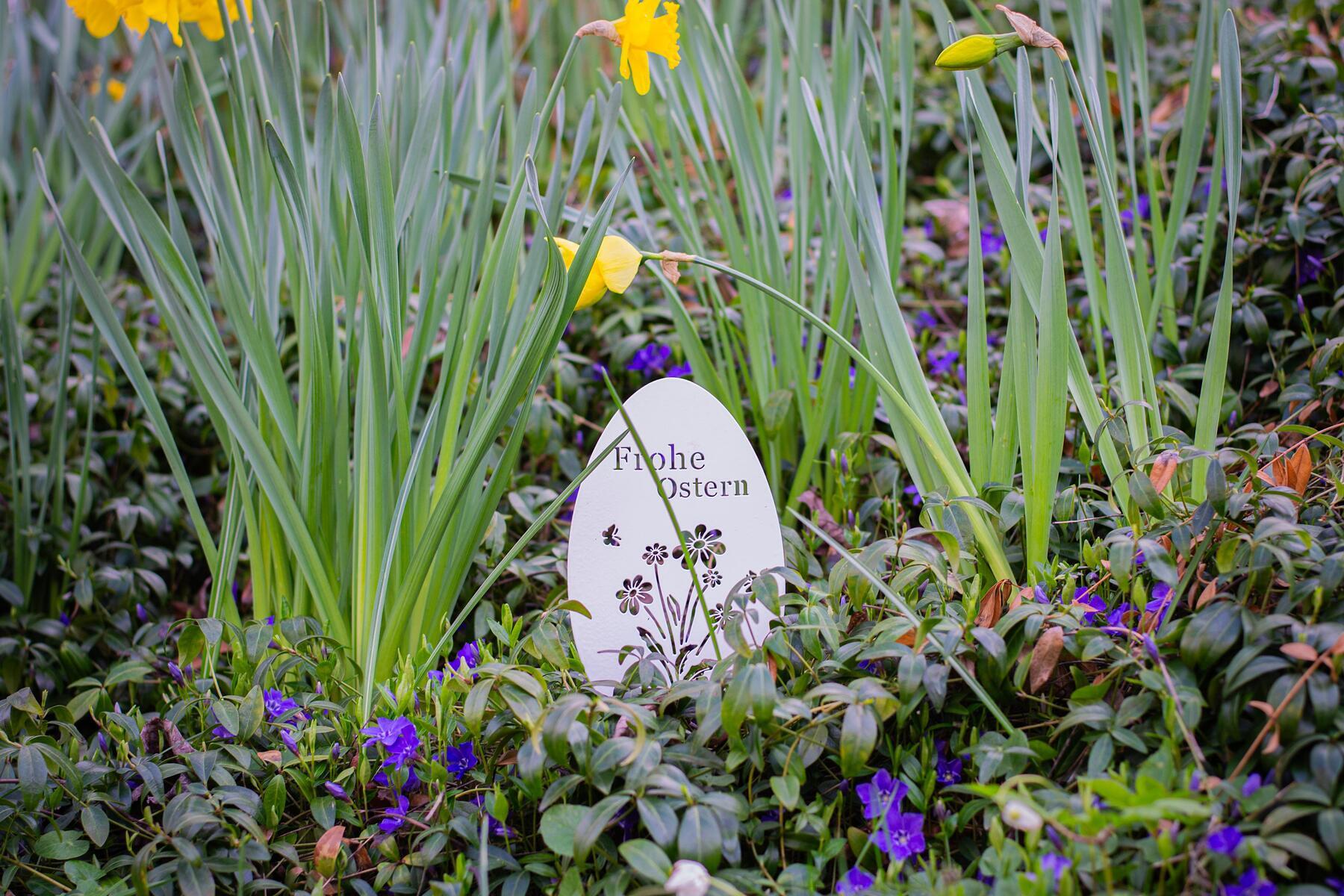 Deko-Osterei in einer Blumenrabatte mit Narzissen und lila blühendem Immergrün.