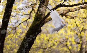 Frieden