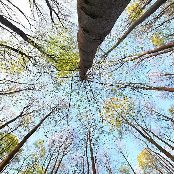 tree in forest via wide angle / Olha Rohulya, catolla on envato elements tree in spring forest over blue sky via wide angle