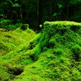 Wald / © ioa8320/pixabay.com/CC01.0 Wald