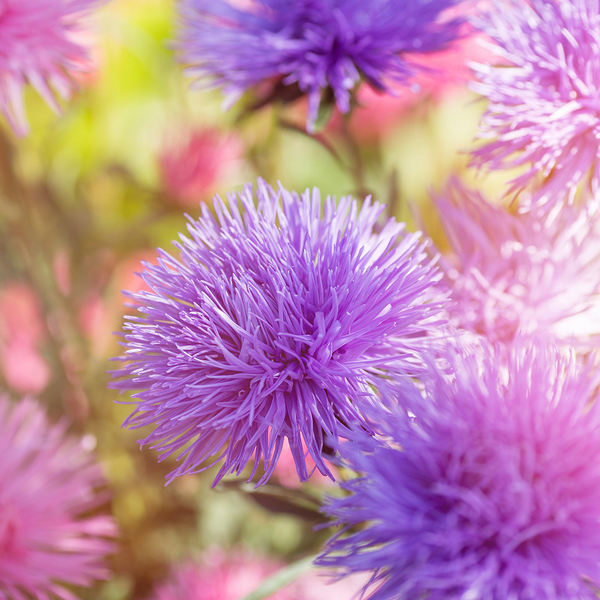Blüten / © Chiemsee2016/pixabay.com/CC0 1.0 Blüten